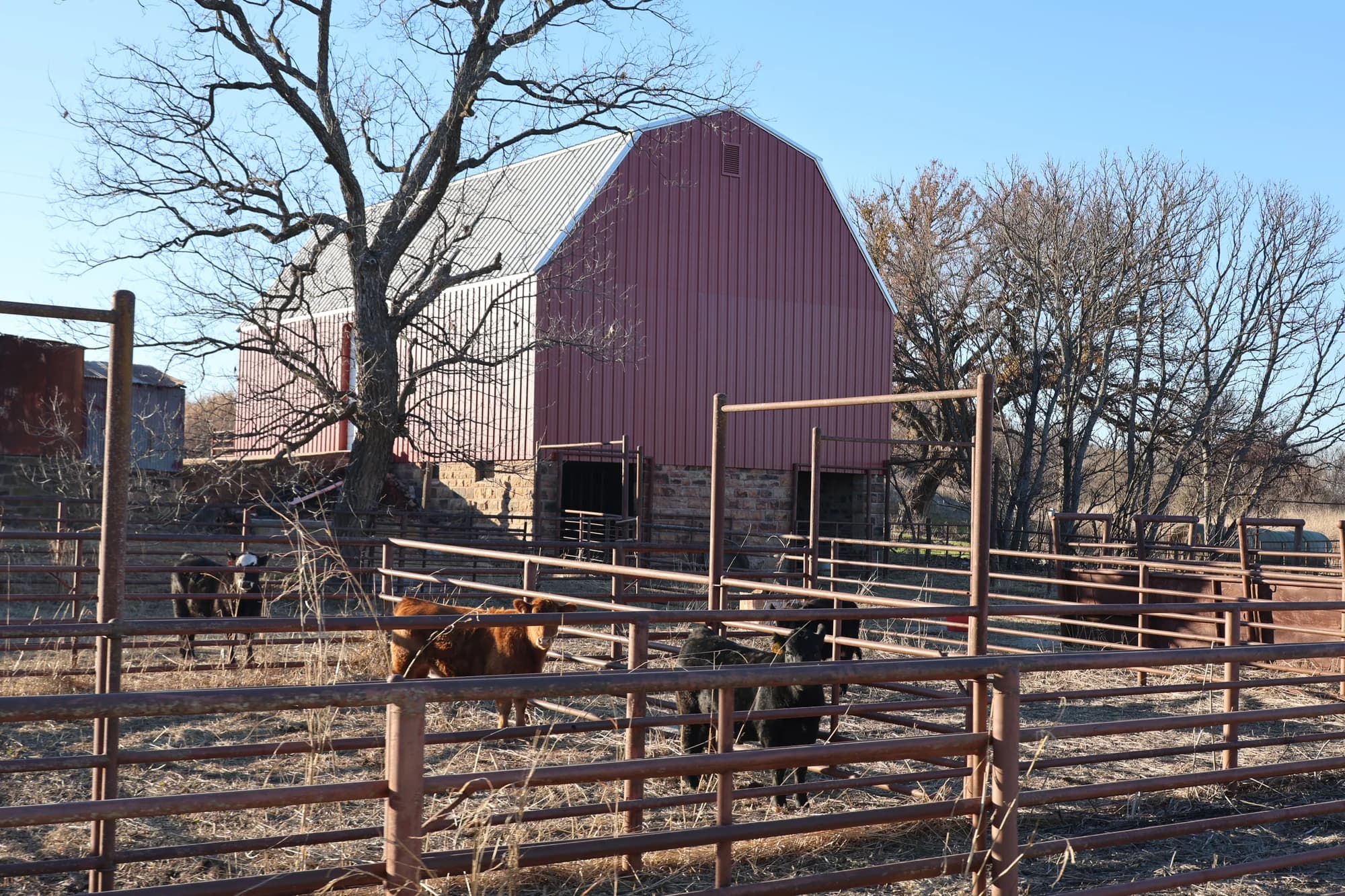 The family barn and cattle in Osage County